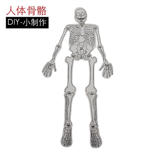 科技小制作人体骨骼组装拼图 人体图片科普培训科学diy玩具实验